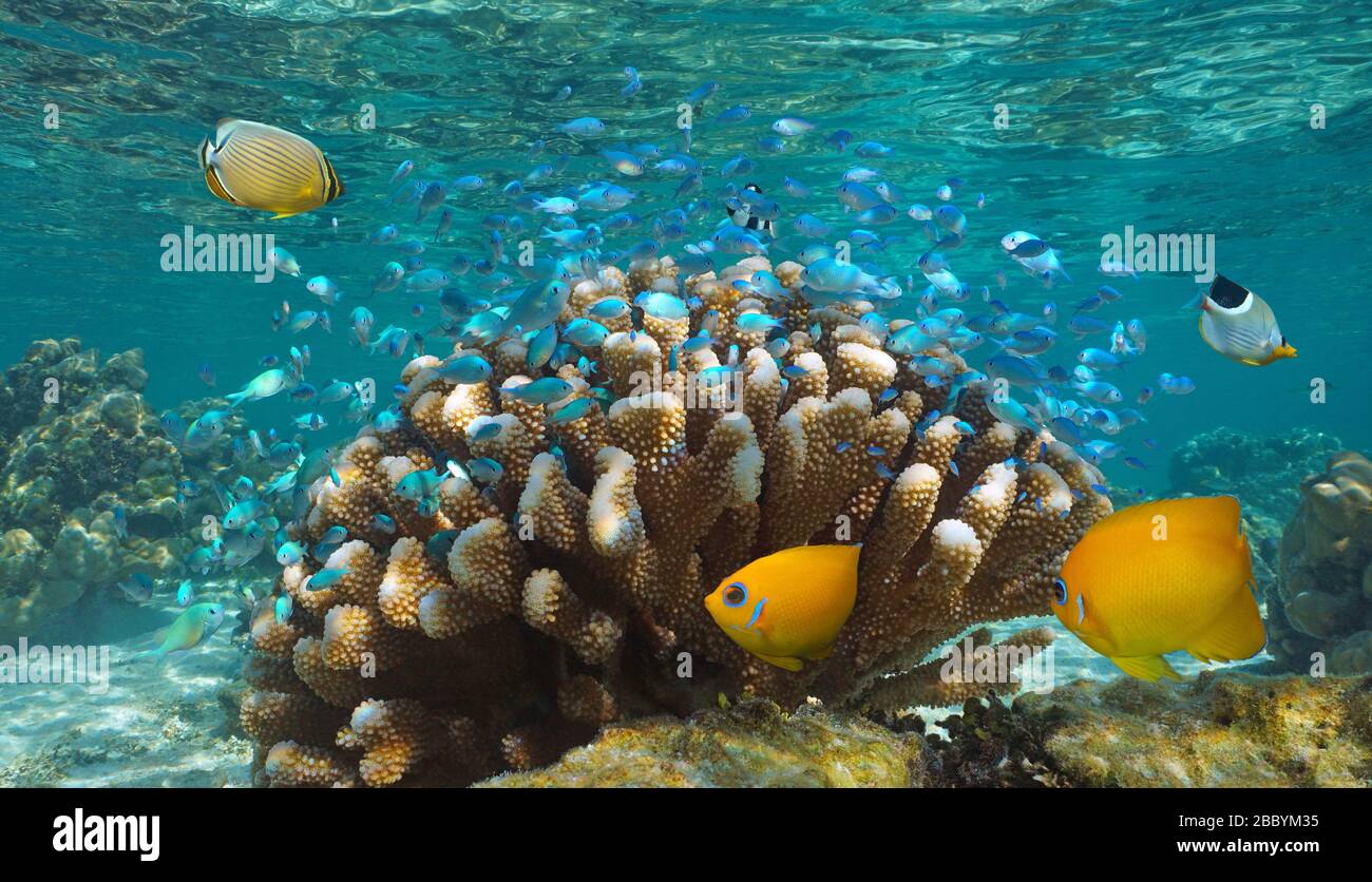 Ein Schwarm tropischer Fische (meist blaugrüne Chromis), gruppiert um Blumenkohlkorallen unter Wasser, Pazifischer Ozean, Französisch-Polynesien, Ozeanien Stockfoto