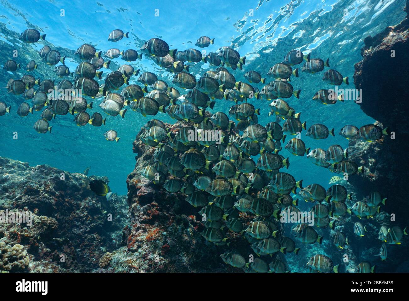 Fischschule, weiß bespottete Surgeonfish, unter Wasser im Pazifischen Ozean, Französisch-Polynesien, Ozeanien Stockfoto