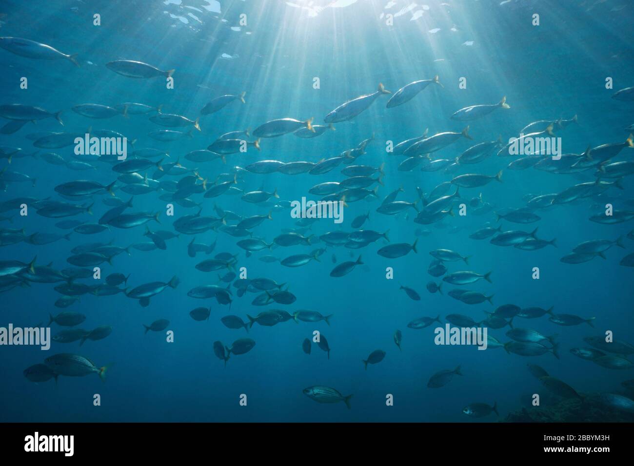 Unterwassersonnenlicht durch Wasseroberfläche und Fischschule (Sarpa salpa), Mittelmeer, natürliche Szene, Cote d'Azur, Frankreich Stockfoto