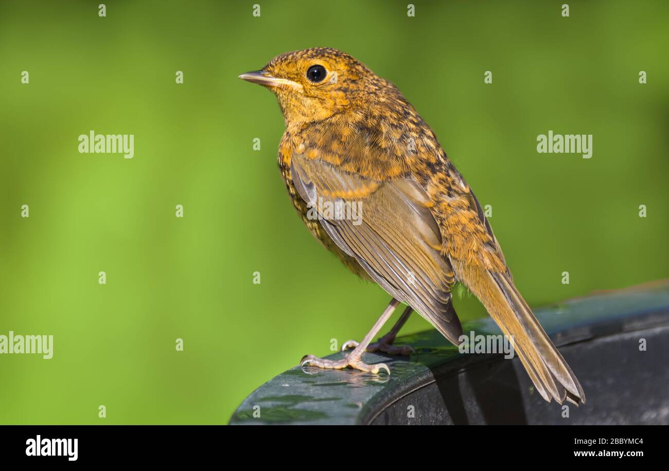 Juvenile Robin (Erithacus rubecula) thront im Sommer auf einer Perücke in West Sussex, England, Großbritannien. Stockfoto