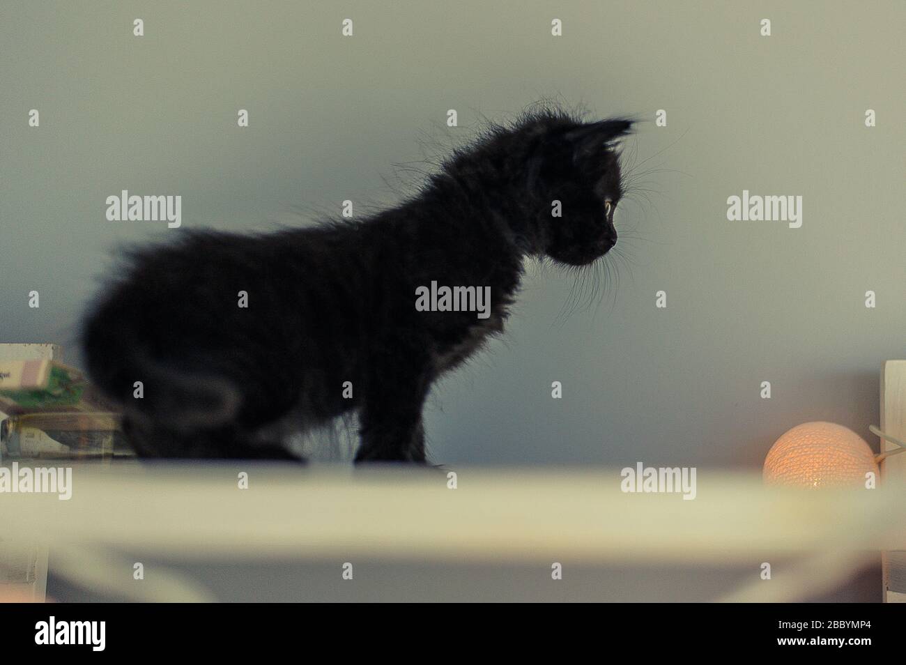 Ein schwarzes Kätzchen steht auf weißen Regalen und blickt weg Stockfoto
