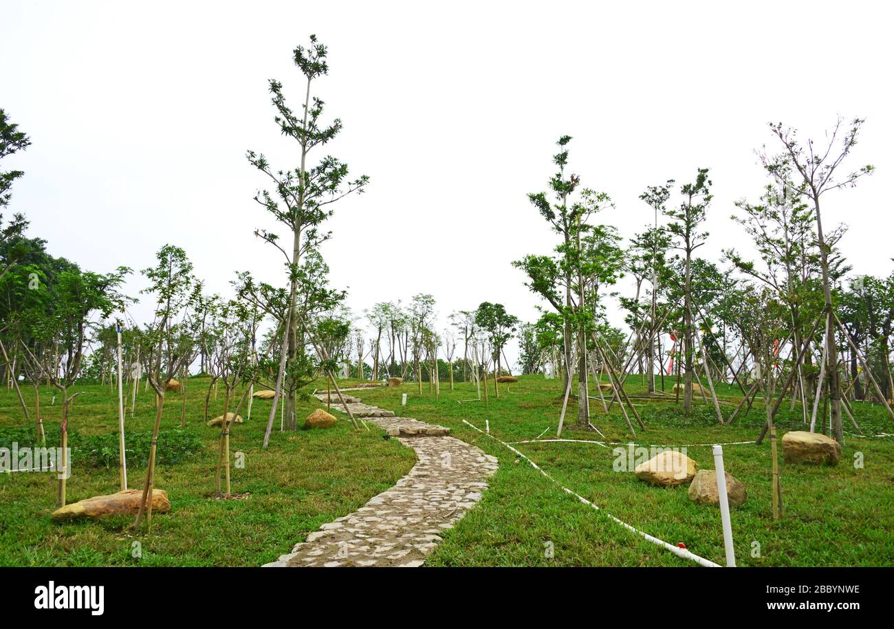 Neu angepflanzte Bäume im Park. Neu angepflanzte Bäume mit Grünrasen Steinweg im Park, Zhongshan, Guangdong, China. Gartenlandschaft. Stockfoto