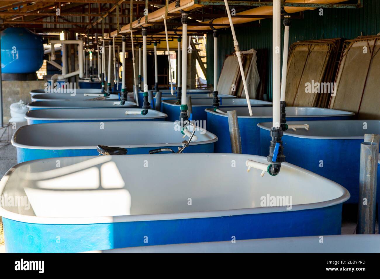 Pools für die Zucht von Störfischen auf Fischfarm. Stockfoto