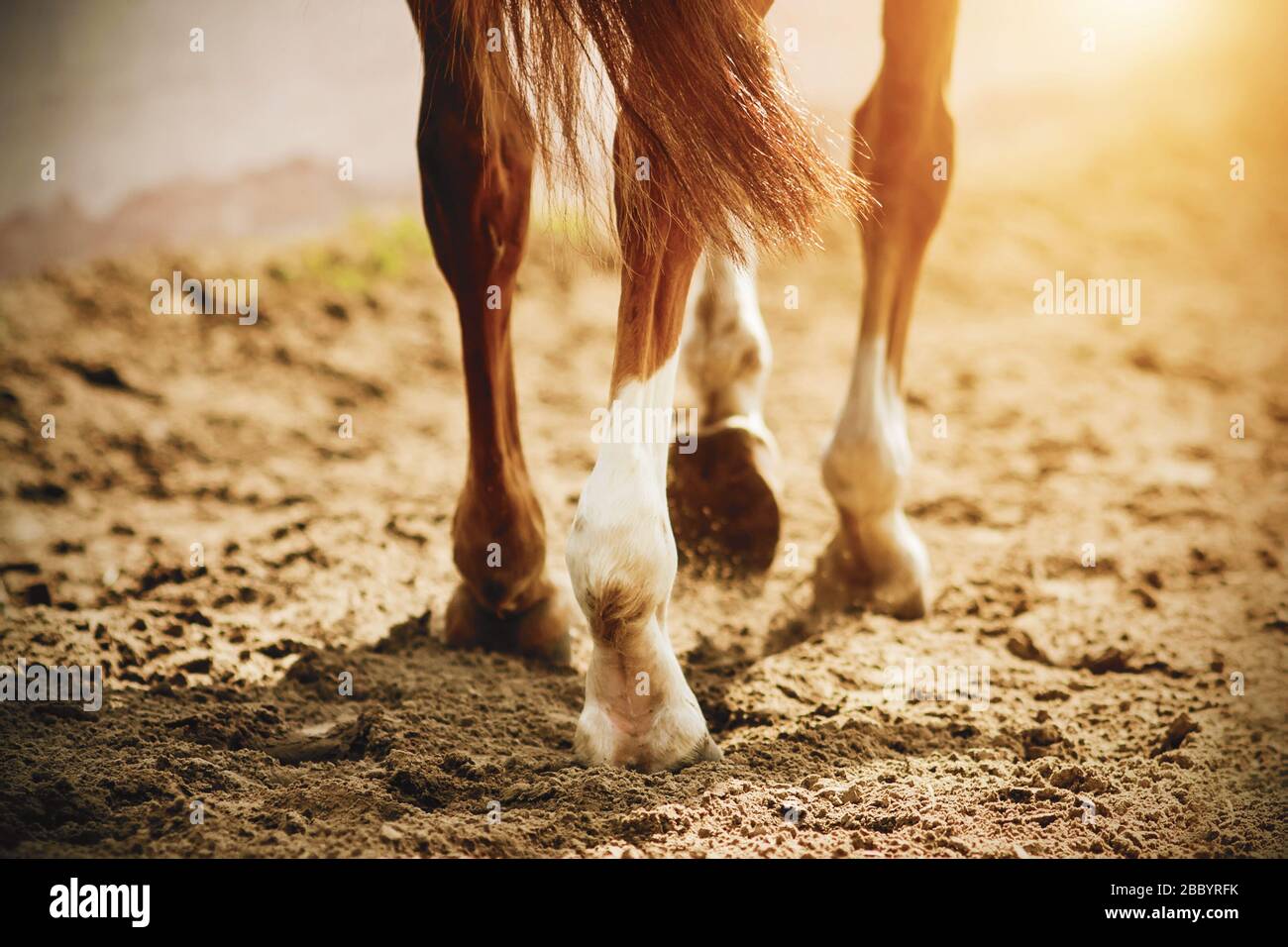 Ein Pferd mit dünnen, eleganten Beinen und Unbeschauern läuft langsam auf den Sand, der von hellem, warmem Sonnenlicht beleuchtet wird. Stockfoto