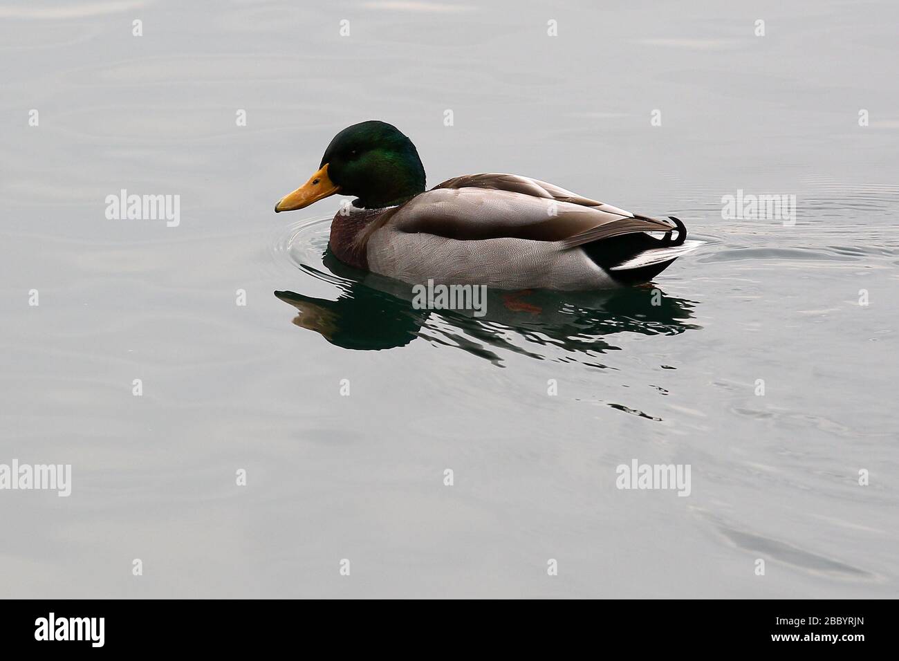 Ente auf dem See. Fairlop Waters County Park, Barkingside, London Borough of Redbridge Stockfoto