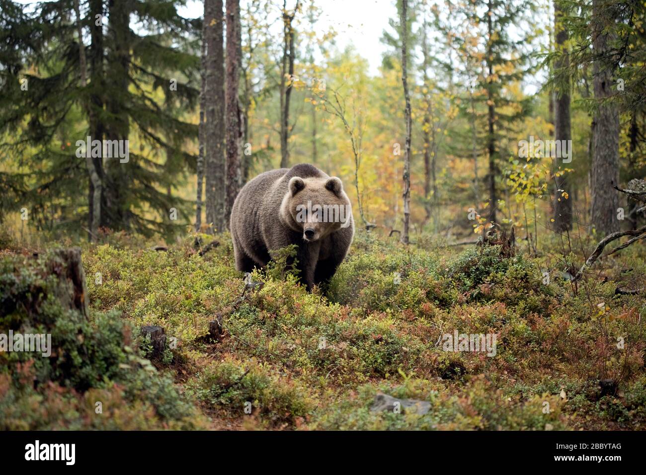 Braunbär (Ursus arctos), Alttier läuft im Herbstwald, Kainuu, Kuhmo, Karelia, Finnland Stockfoto