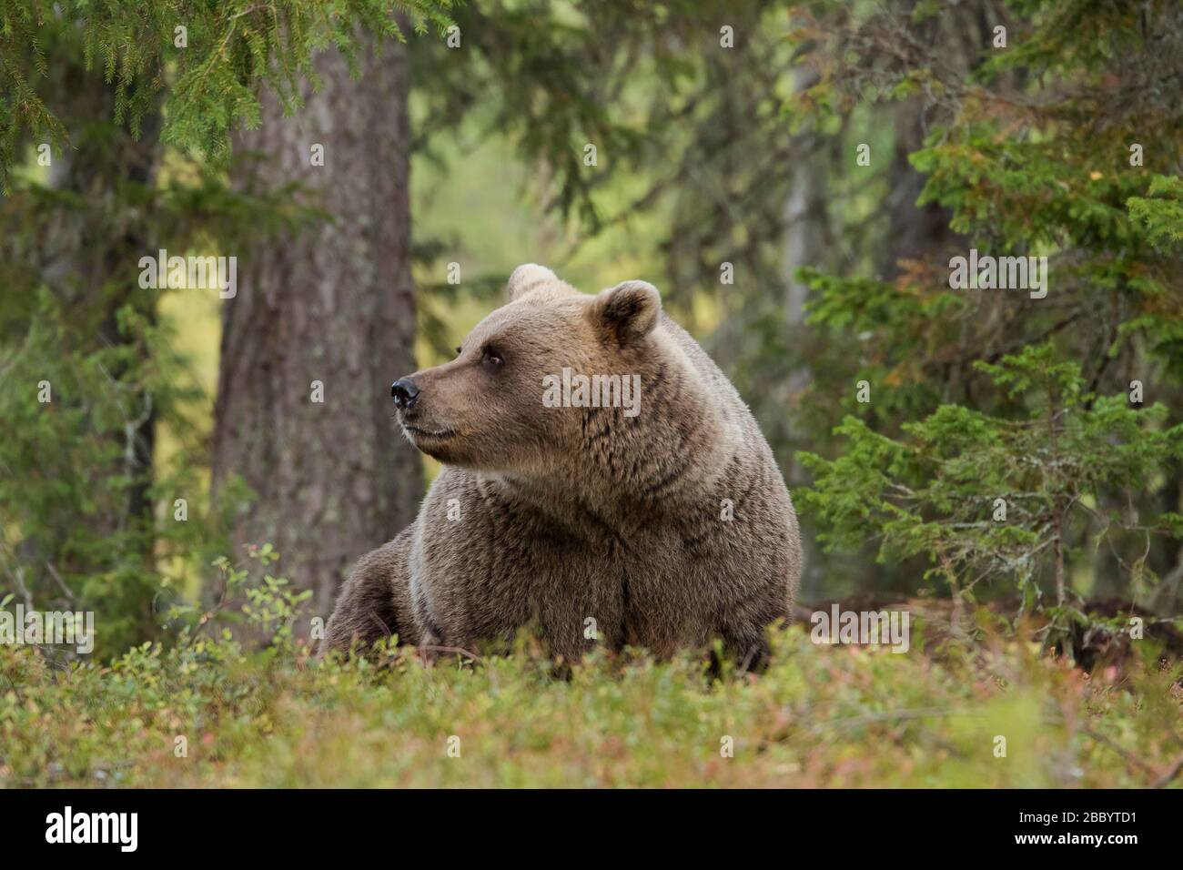 Braunbär (Ursus arctos), im Wald sitzendes altes Tier, Kainuu, Karelia, Finnland Stockfoto