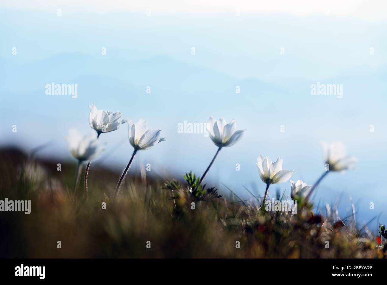 Fantastische Landschaft mit magischen weißen Blumen in den Sommerbergen. Hintergrund der Natur Stockfoto