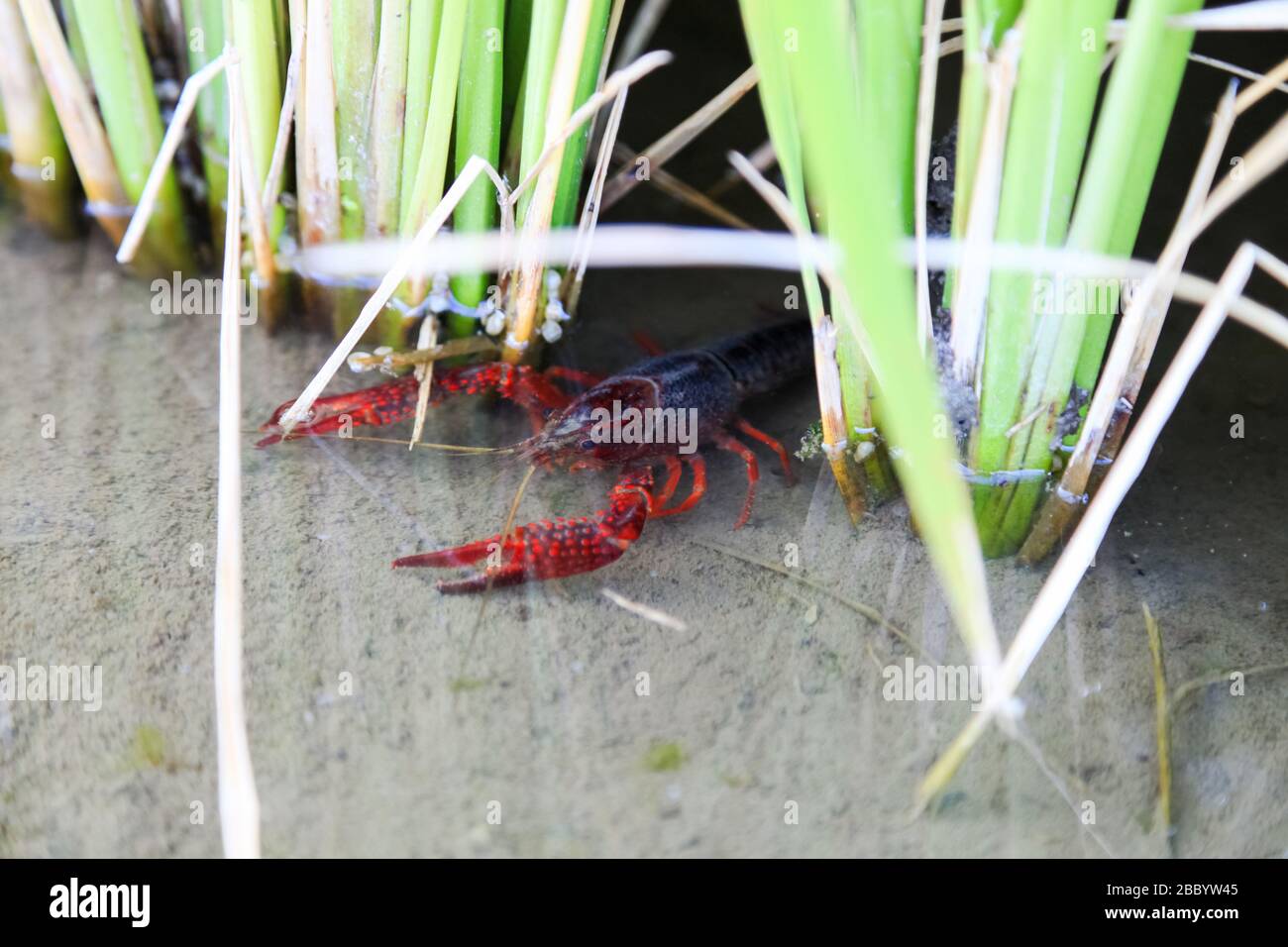 Crayfish Procambarus clarkii Ghost im Hintergrund der Natur Stockfoto