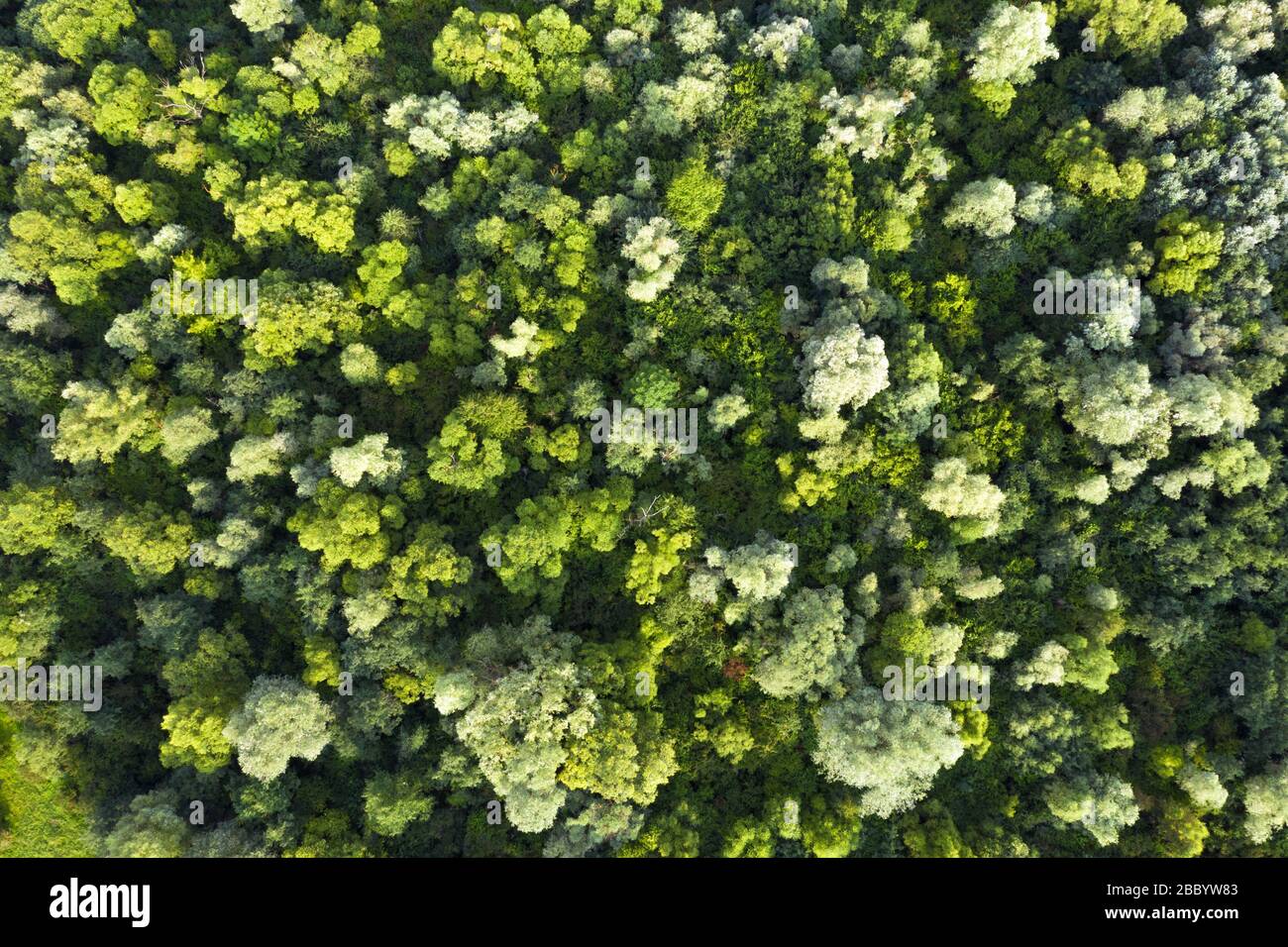 Antenne drone Foto auf magische Sommer Wald. Natur Hintergrund. Landschaftsfotografie Stockfoto