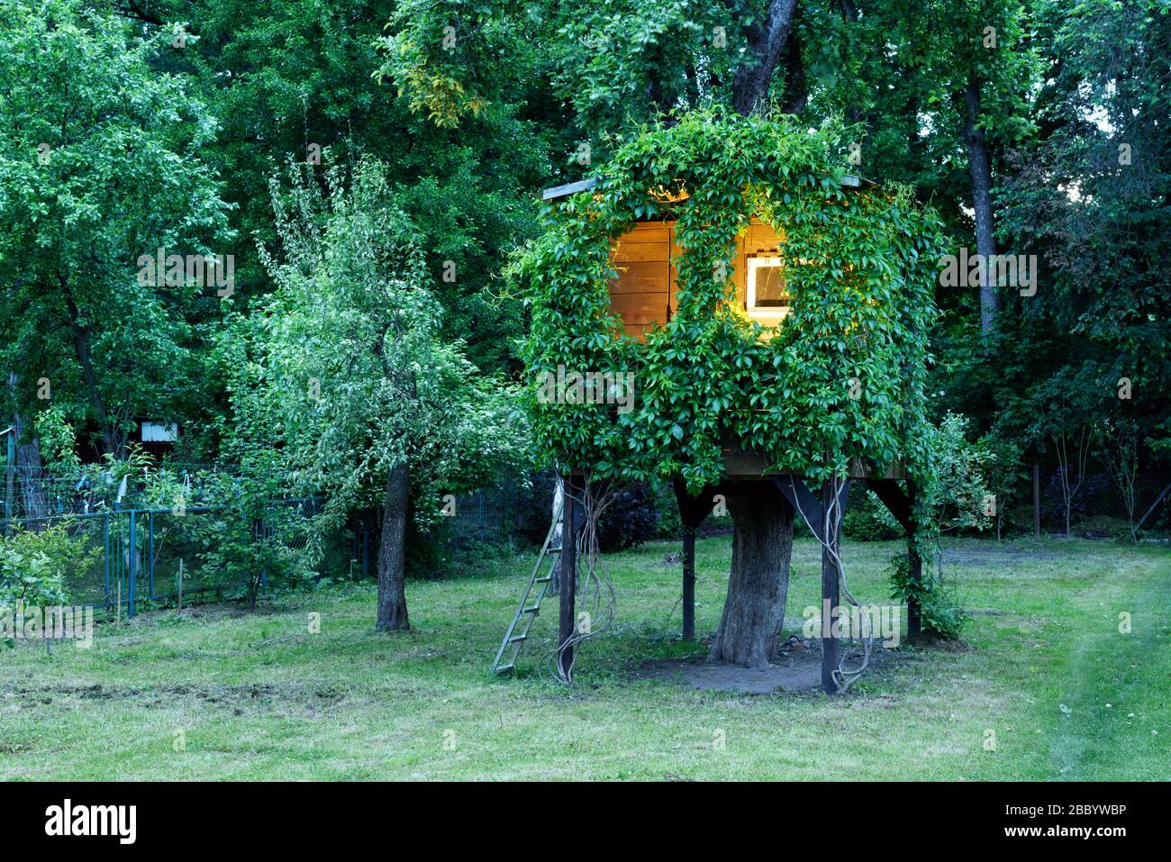 Playhouse an Baum in dichten Dickichten wilder Trauben am Abend Sommergarten von innen leuchten. Holzhaus, Haus am Baum Stockfoto