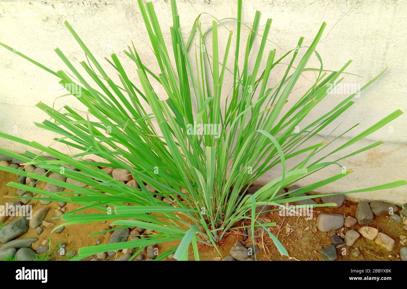 Grünes frisches Limongras verlässt den Pflanzenhintergrund Stockfoto
