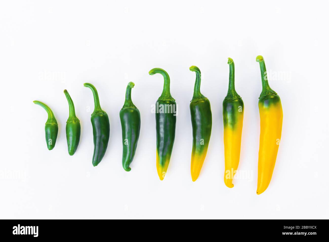 Fortschritt der Reifung der gelben heißen Paprika. Lebensmittelfotografie Stockfoto