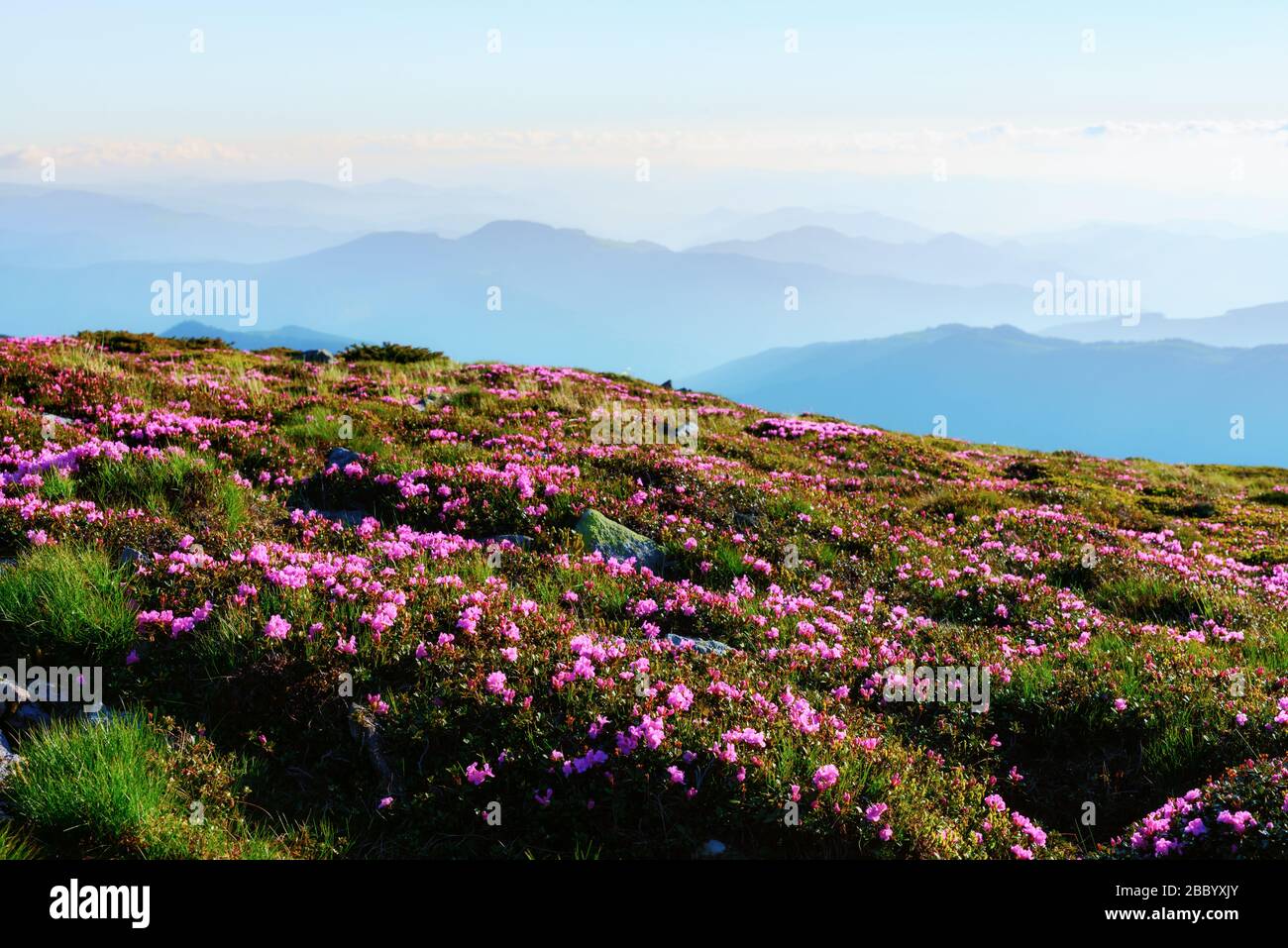 Wundervolle Landschaft mit bezaubernden rosafarbenen Rhodendron-Blumen in den Karpaten. Schöner Naturhintergrund und perfekte Sommertapete Stockfoto
