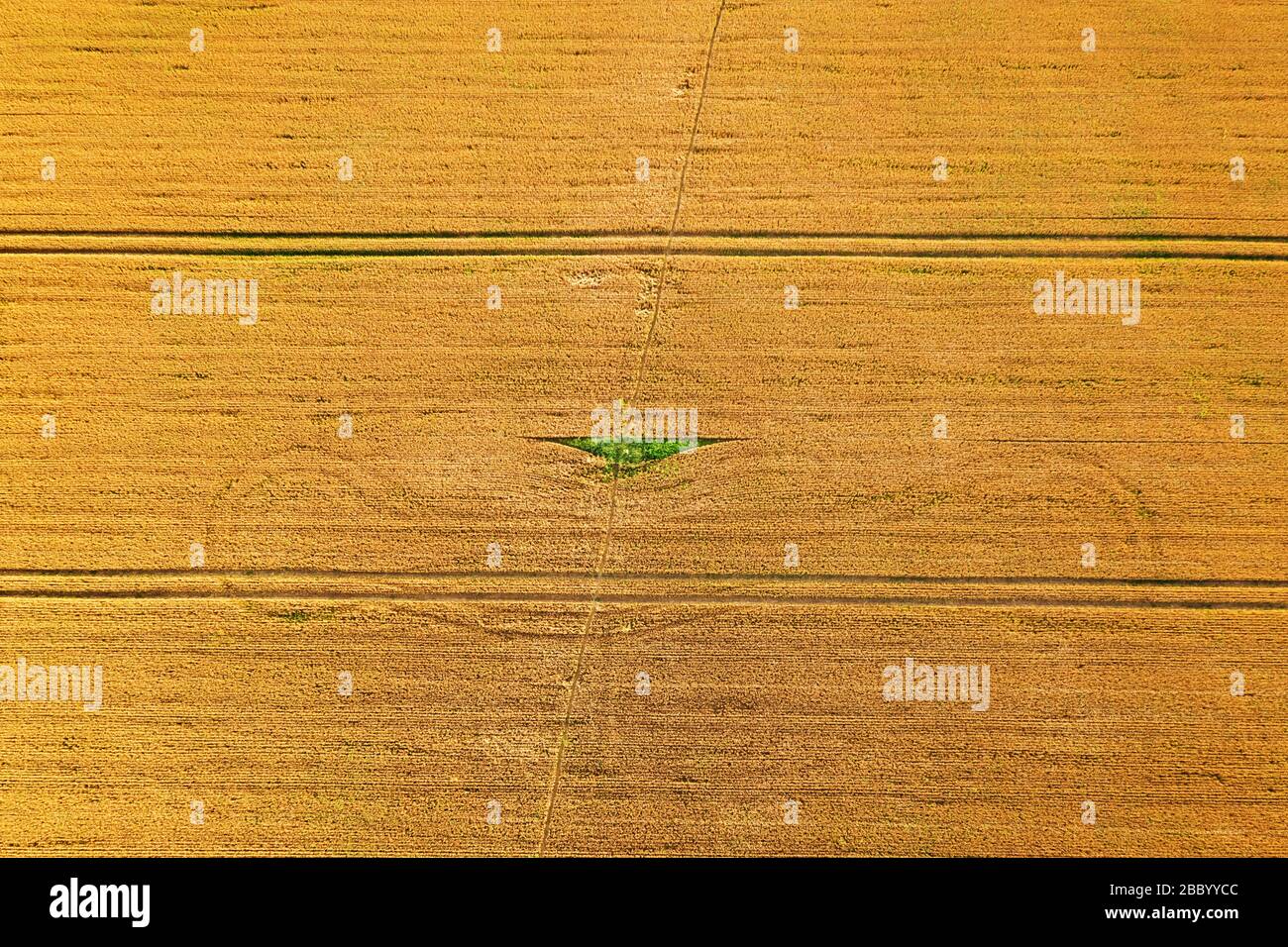 Luftbild, das über dem gelben Weizenfeld fliegt, bereit für die Ernte. Agrarlandschaft Stockfoto