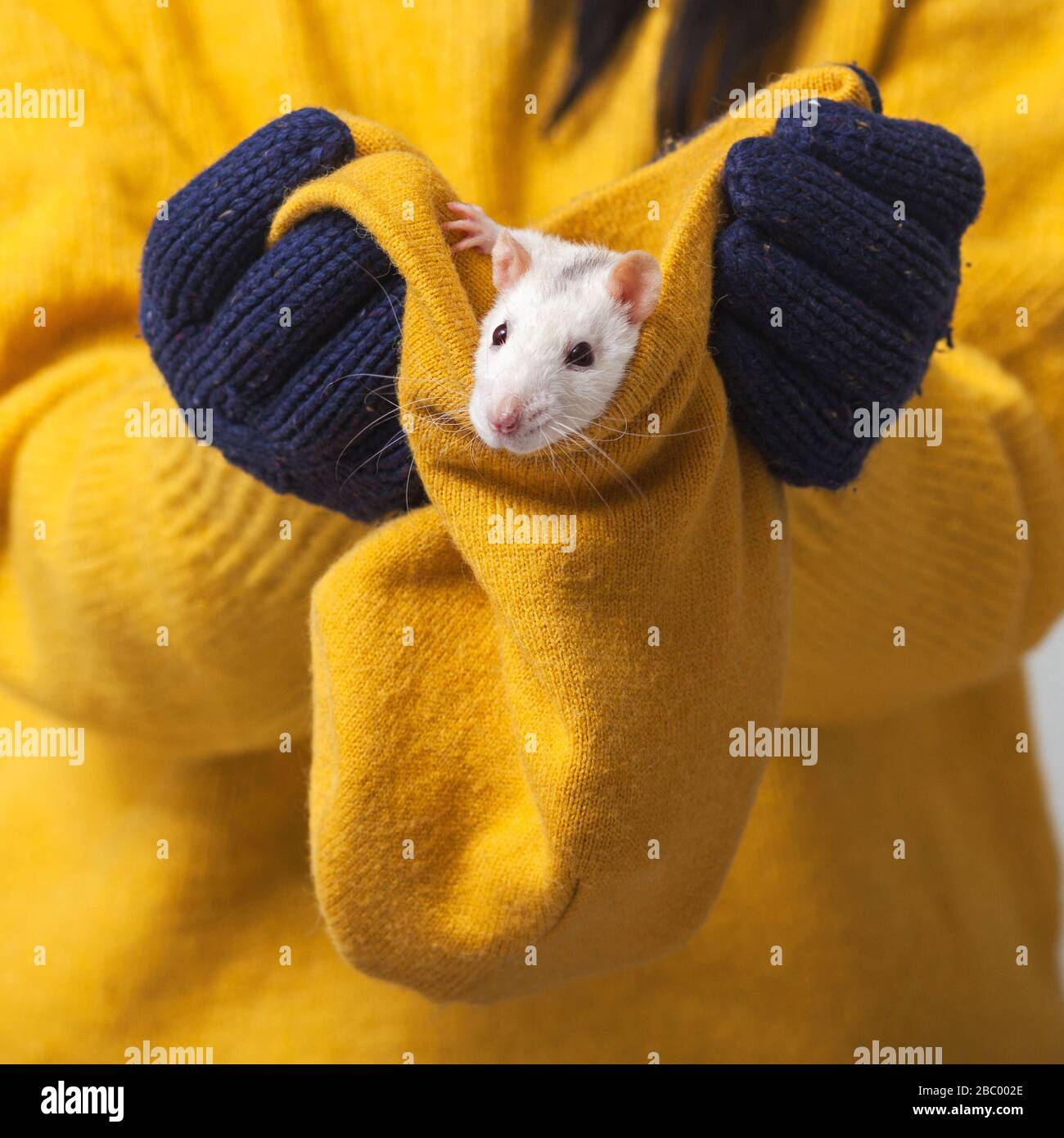 Weiße Ratte in einem gestrickten Hut. Hände in Strickhandschuhen halten einen Hut, in dem ein Nagetier sitzt. Stockfoto