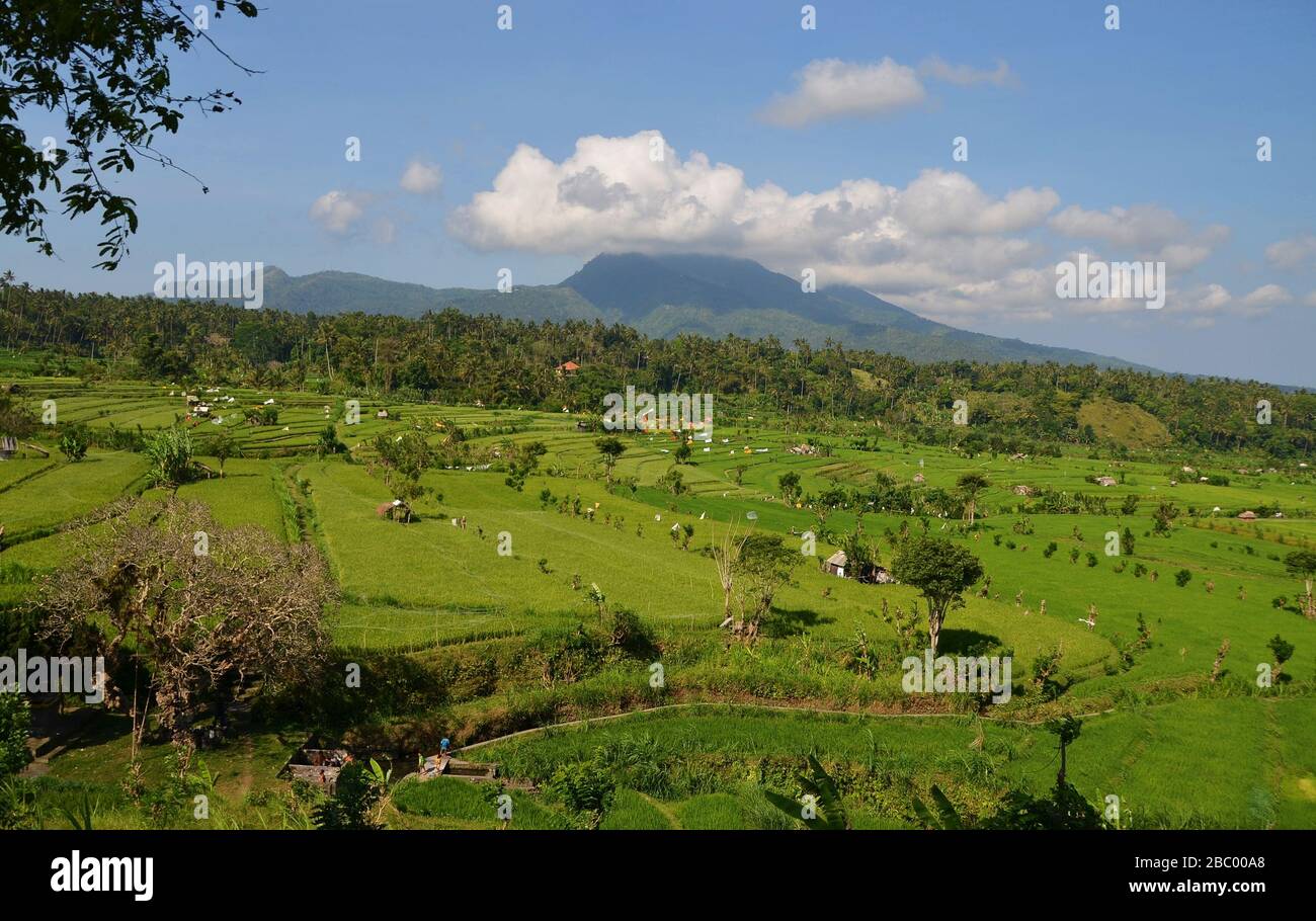Malerische balinesische Landschaft mit Reisfeldern und Bergen Stockfoto