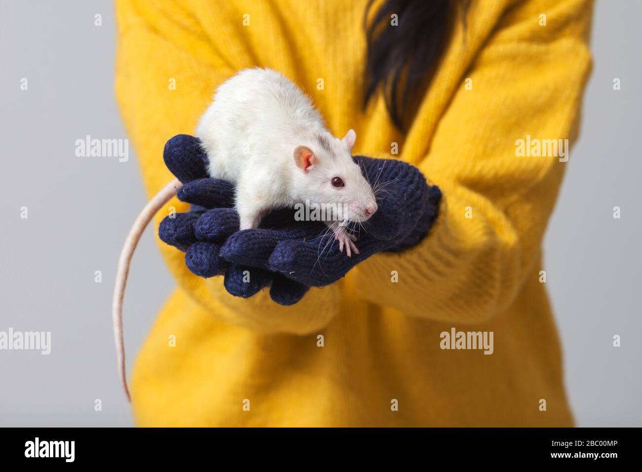 Weiße Ratte in den Armen. Im Hintergrund ist ein Mann, der einen flauschigen Nagetier mit den Händen in Handschuhen hält. Stockfoto