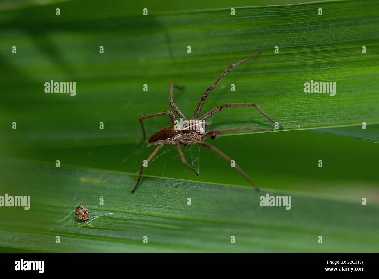 Baumschule Web Spider (Pisaura mirabilis) auf einem Schilfblatt. Stockfoto