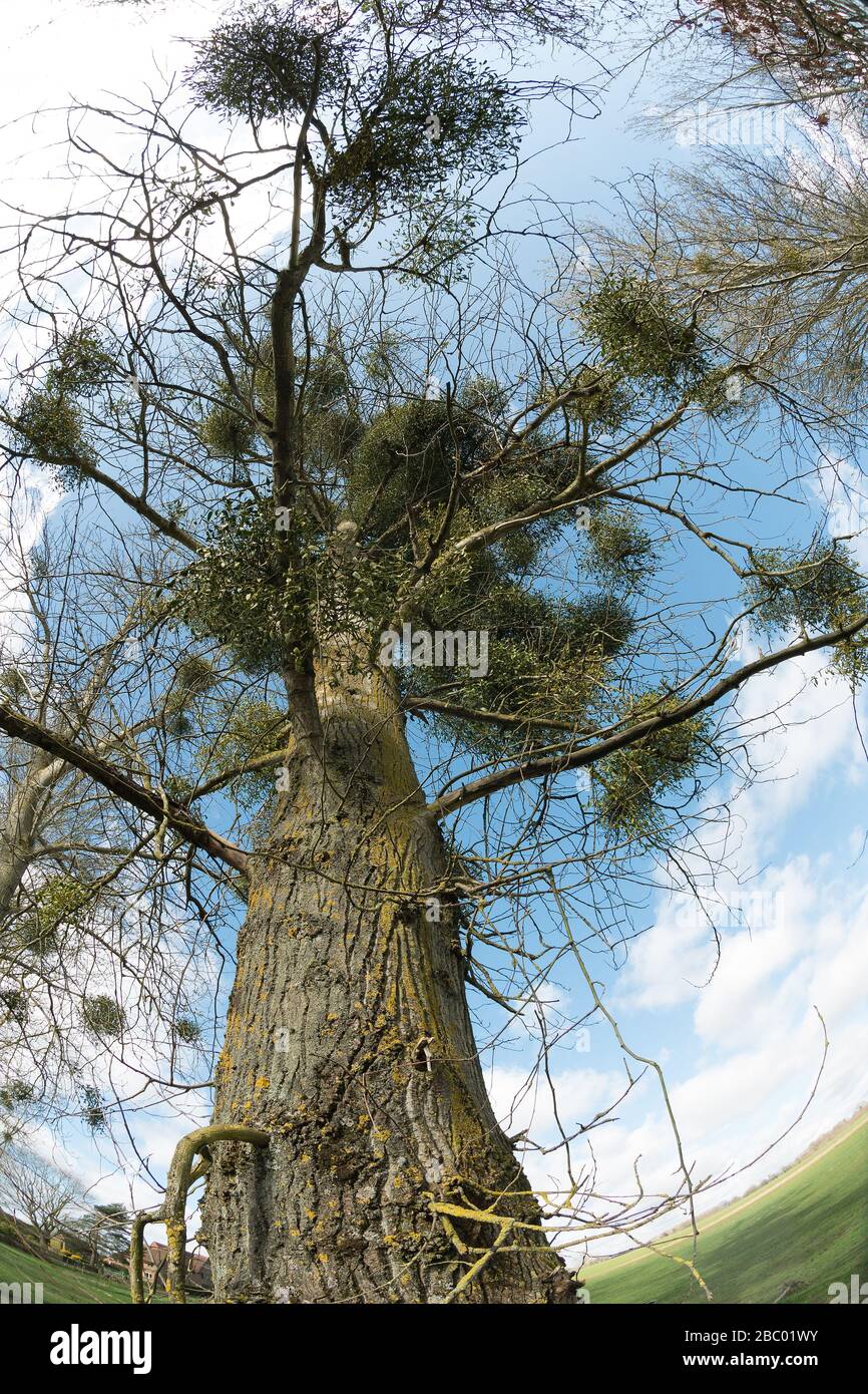 "Obligate hemiparasites European Mistletoe", "Viscum Album", auf dem nackten "Quercus"-Laubenbaum, der immergrüne Blätter mit seltsamen Farbspritzen gibt Stockfoto
