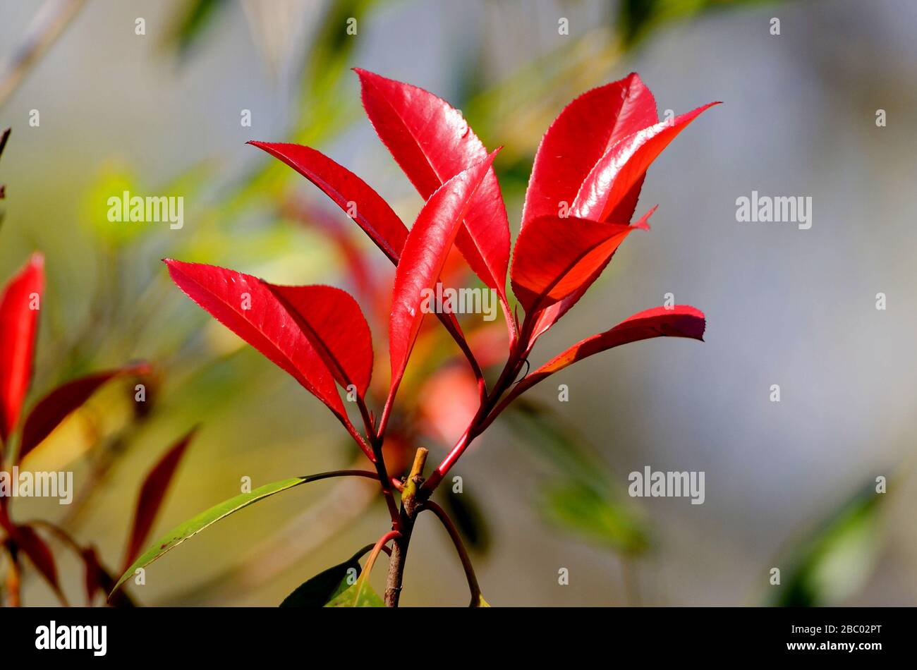 photinia serrulata, rot glänzende Blätter einer Photenie im Frühjahr Stockfoto