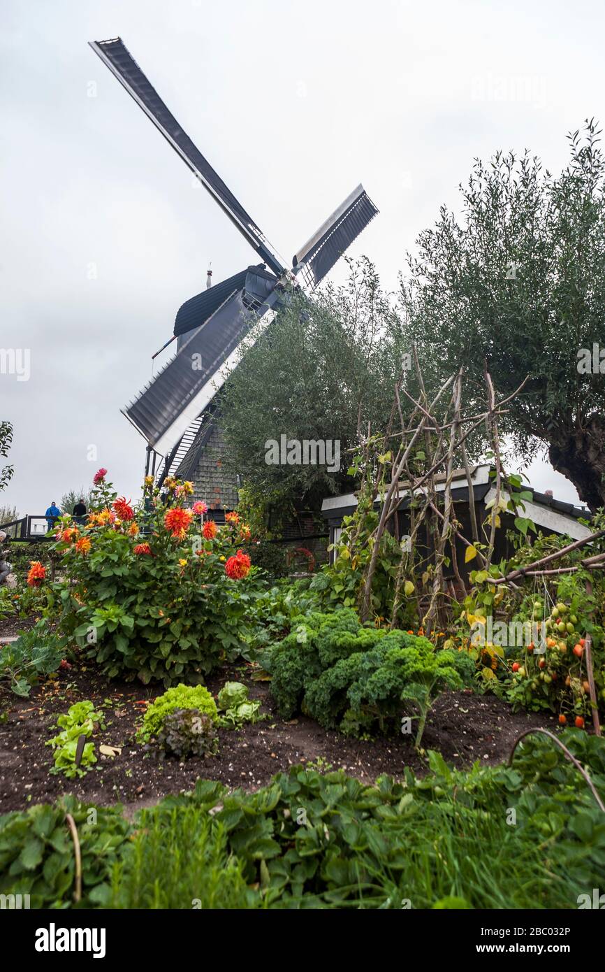 Die Blokweer Polder Windmühle (1631), Kinderdijk, UNESCO-Weltkulturerbe, Südholland, Niederlande: Vom produktiven Gemüsegarten Stockfoto