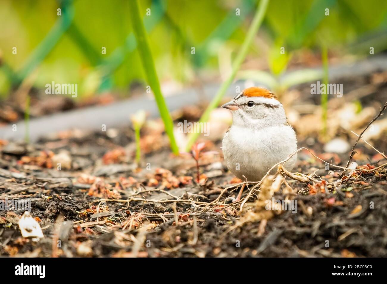 Kleiner Sparrensplitter, der nach Material sucht, um sein Nest zu bauen Stockfoto