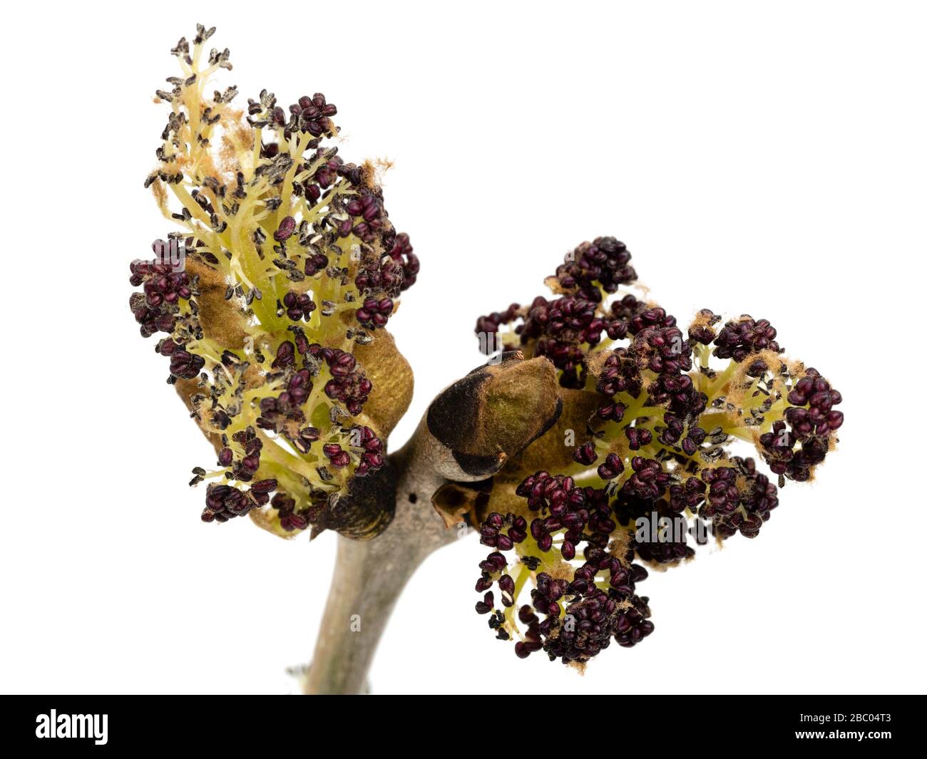 Auftauchende Blumen der gemeinen Esche, Fraxinus excelsior, vor einem when Hintergrund Stockfoto