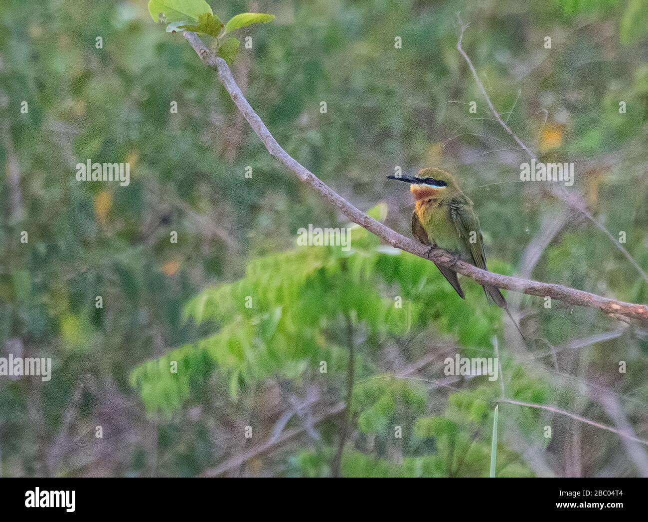 Ein Blue Cheeked Bee Eater im Jim Corbett National Park, Uttarakhand, Indien Stockfoto