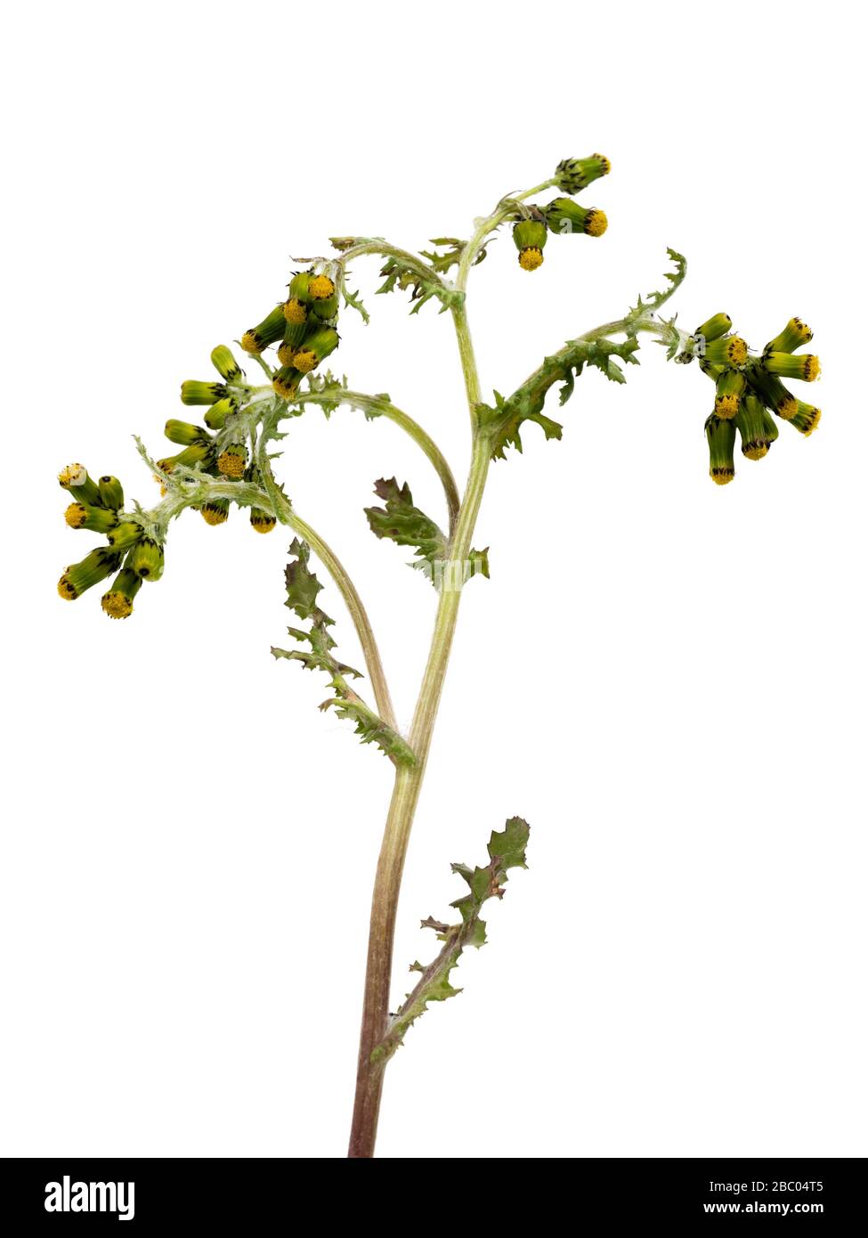 Blumen und Laub der jährlichen britischen Unkrautart Senecio vulgaris, Erdsel, auf weißem Grund Stockfoto
