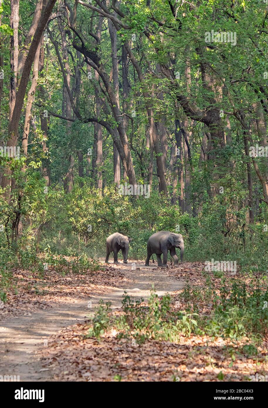 Asian Elephants on Safari Track im Jim Corbett National Park, Uttarakhand, Indien Stockfoto
