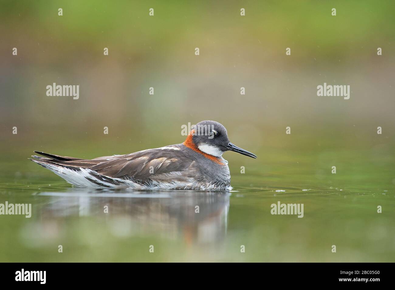 Red-necked phalarope Stockfoto