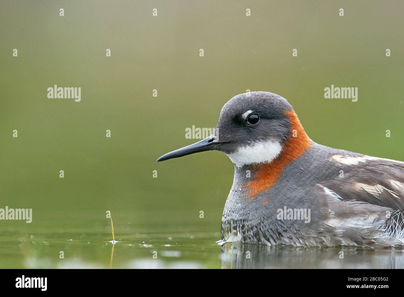 Red-necked phalarope Stockfoto