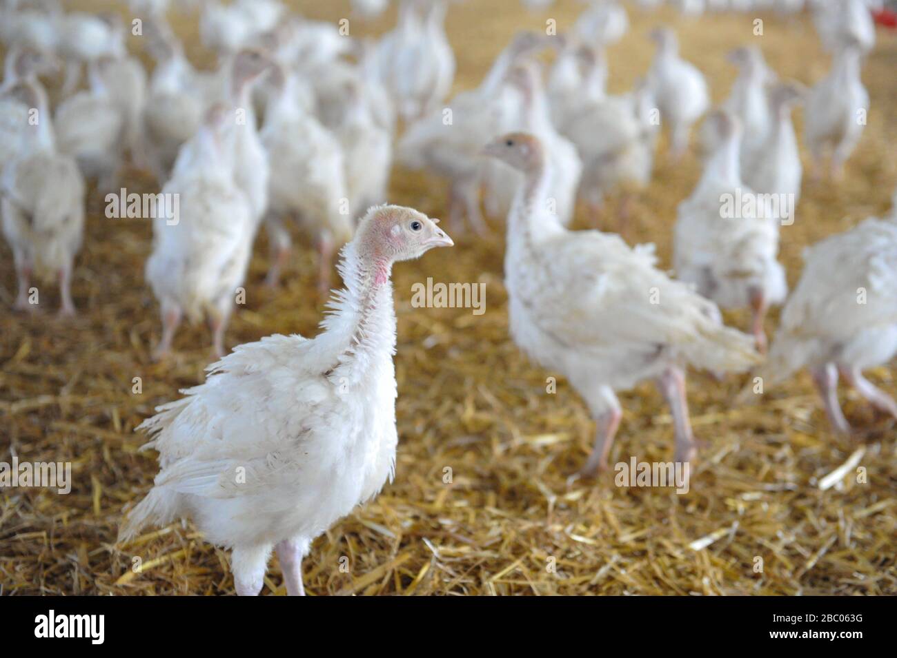 Ludwig Hartmann, Fraktionschef der Grünen, besucht auf Einladung des Bauernverbandes einen turkey Masthof im Landkreis Aichach-Friedberg in Schwaben. [Automatisierte Übersetzung] Stockfoto