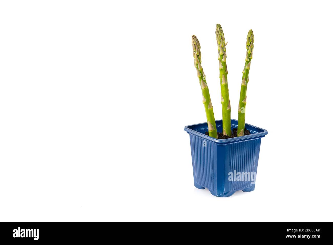 Grüner Spargel im Gartengrund, isoliert. Spargel aus biologischem Anbau isoliert auf weißem Grund Stockfoto