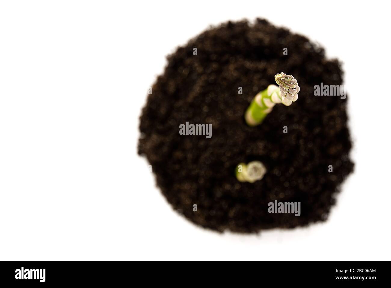 Grüner Spargel im Gartengrund, isoliert. Spargel aus biologischem Anbau isoliert auf weißem Grund Stockfoto