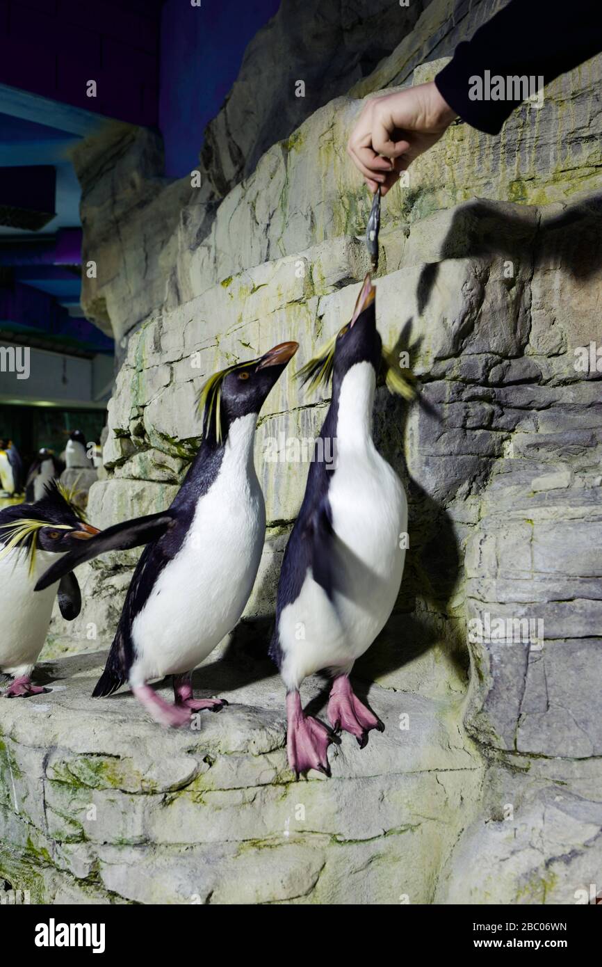 Ein Tag mit den Auszubildenden im Zoo Hellabrunn: Die Pinguine füttern. [Automatisierte Übersetzung] Stockfoto