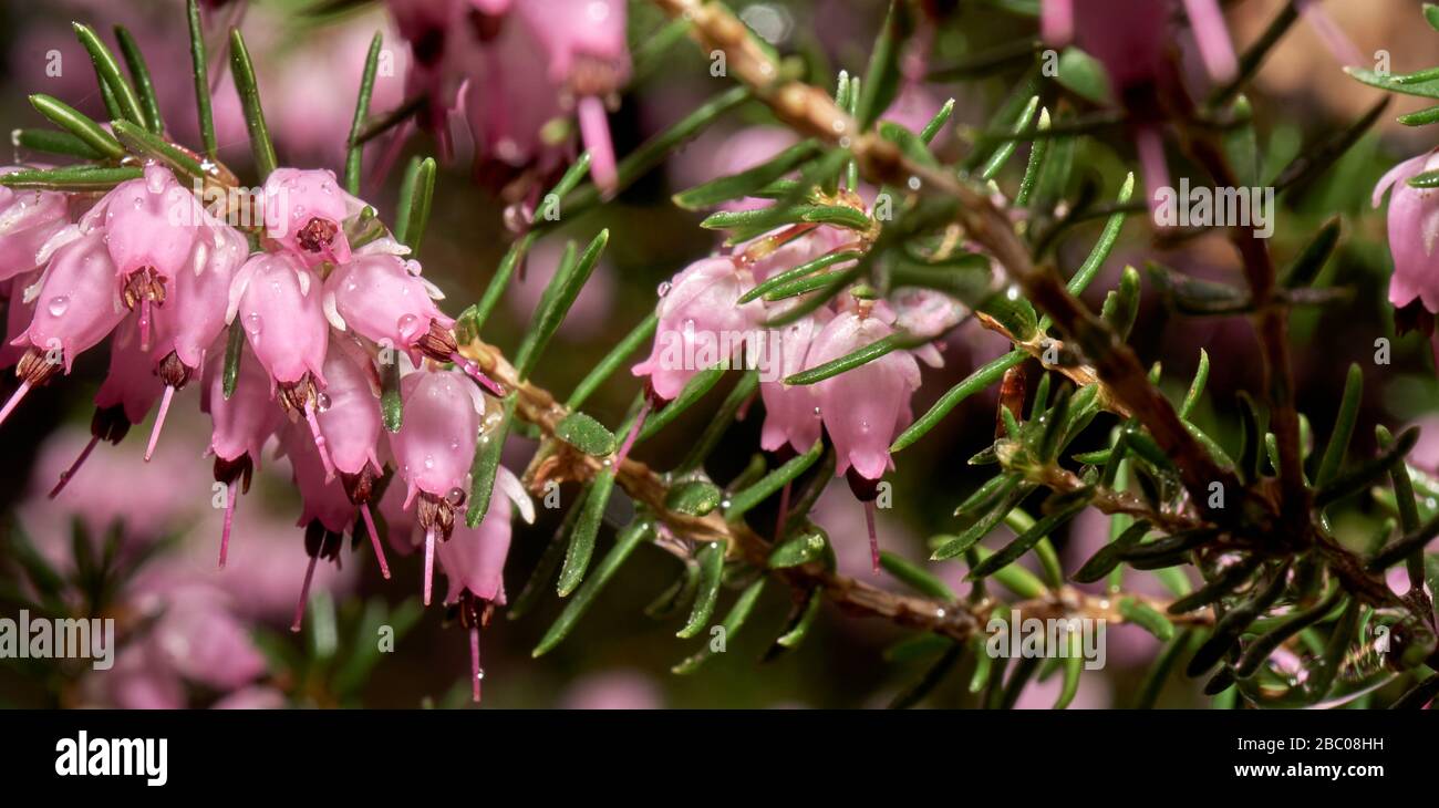 Nahaufnahme der winzigen Blumen von Heidekraut, wissenschaftlicher Name Calluna vulgaris Stockfoto