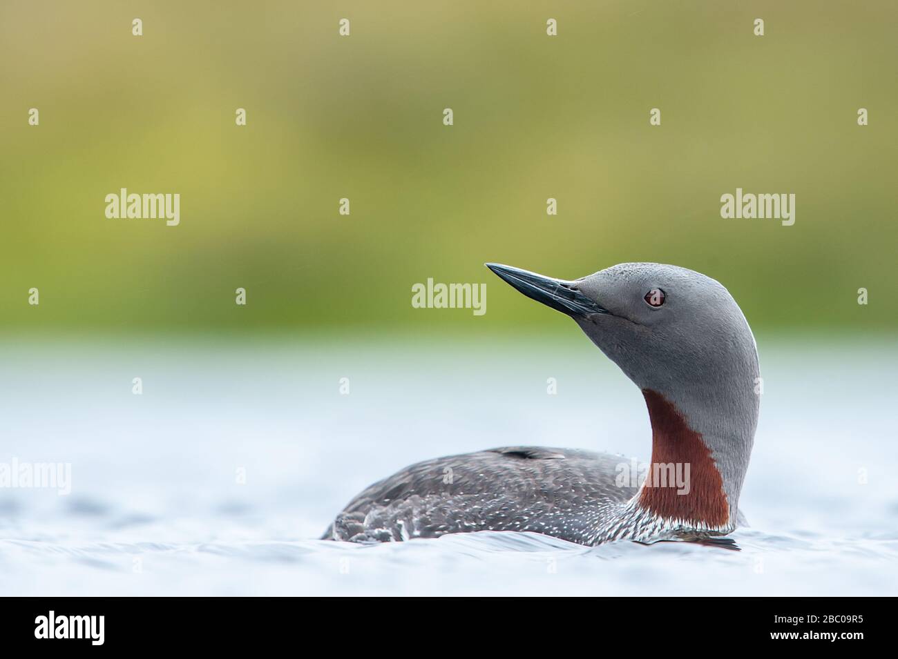 Rotkehltaucher, Shetland, Großbritannien Stockfoto