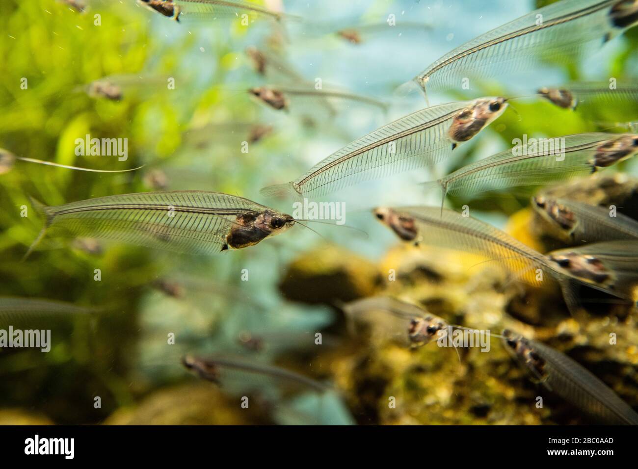 Spanien, Kanarische Inseln, Gran Canaria, Las Palmas - das Aquarium Poema del Mar, am Hafen Stockfoto