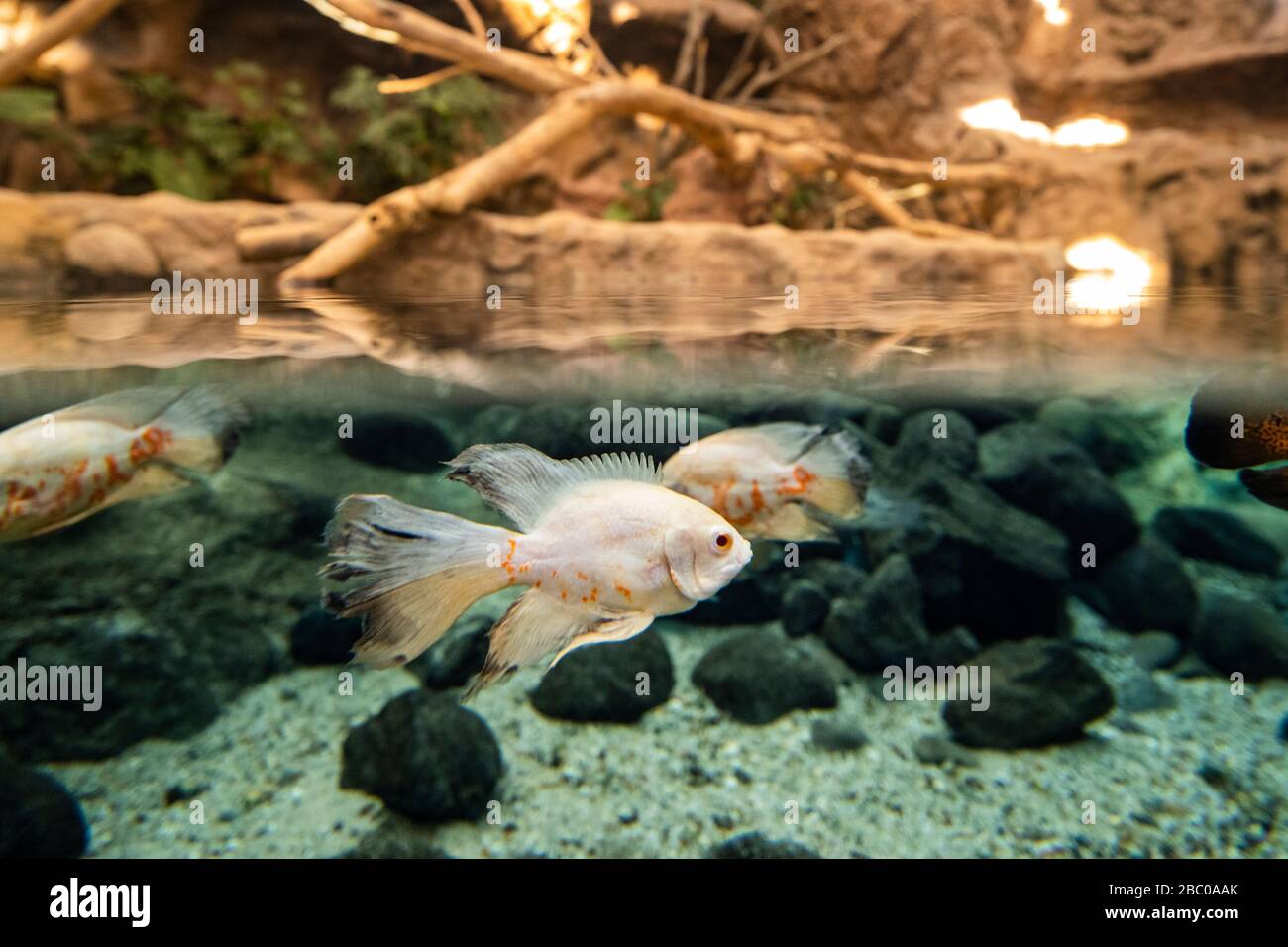 Spanien, Kanarische Inseln, Gran Canaria, Las Palmas - das Aquarium Poema del Mar, am Hafen Stockfoto