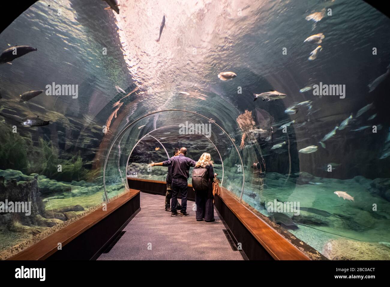 Spanien, Kanarische Inseln, Gran Canaria, Las Palmas - das Aquarium Poema del Mar, am Hafen Stockfoto
