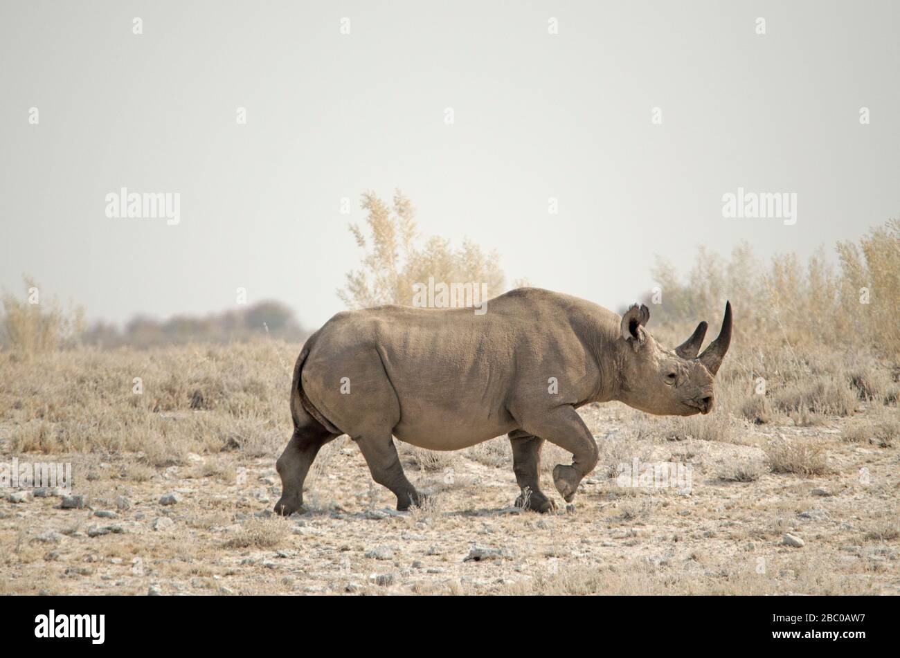 Schwarzes Nashorn (mit Hakenlippen) in Savanne, Etosha-Nationalpark Stockfoto