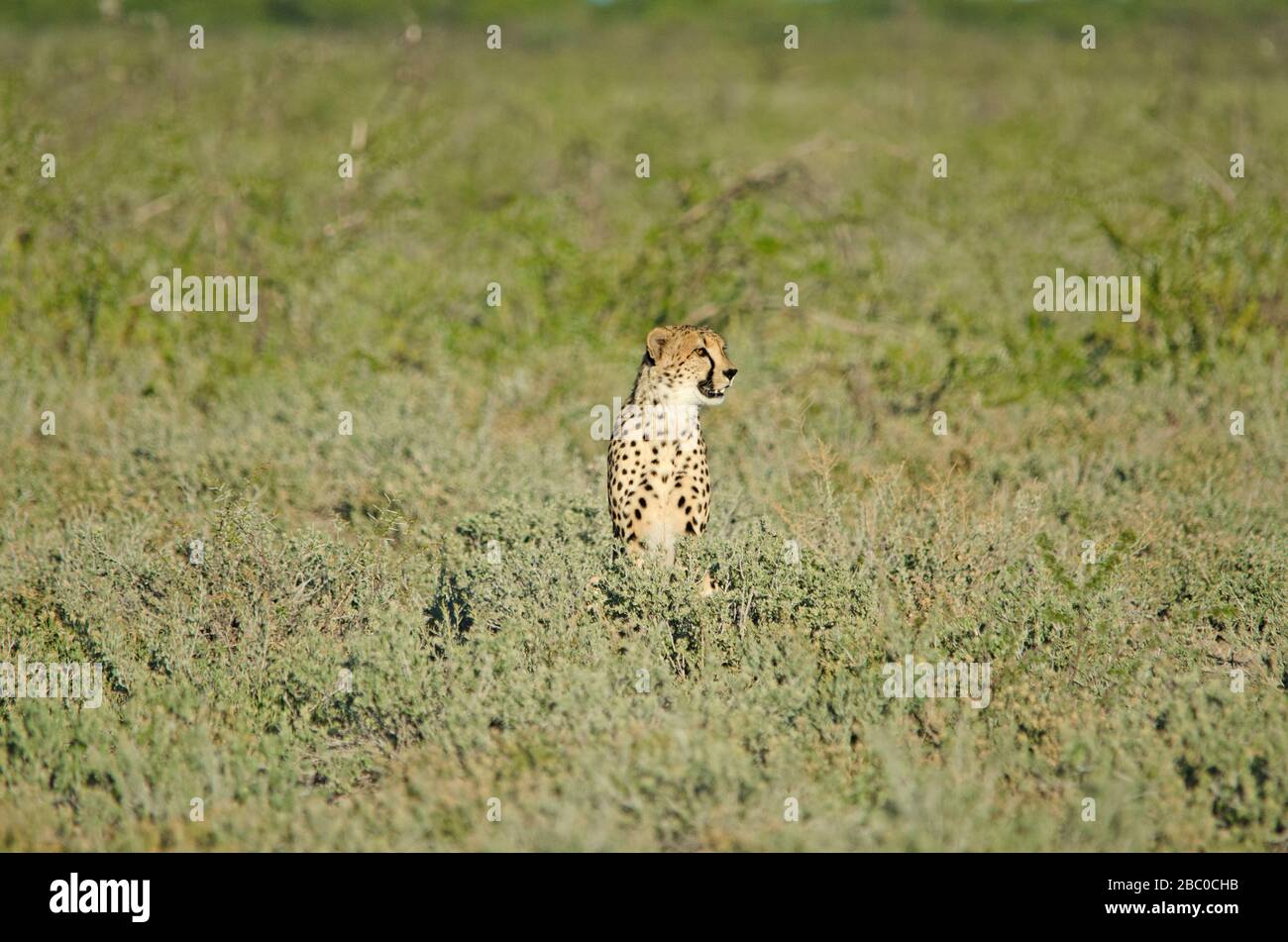 Gepard in hohem Grünrasen, Etosha-Nationalpark Stockfoto