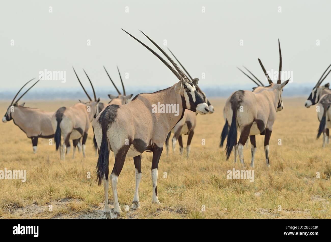 Herde of Oryx (gemsbok), Etosha-Nationalpark Stockfoto