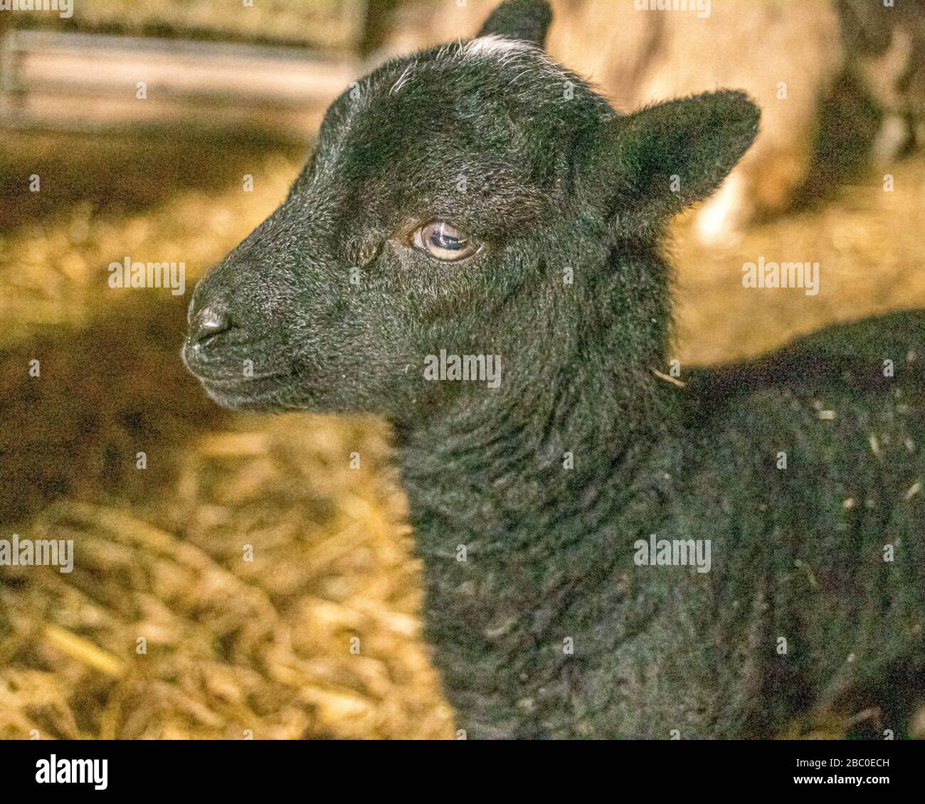 BIOLOGISCHER KLEINANBAU IN GLOUCESTERSHIRE Stockfoto