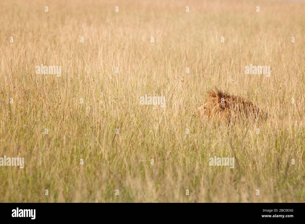 Lion, Panthera leo, in Masai Mara National Reserve. Kenia. Afrika. Stockfoto