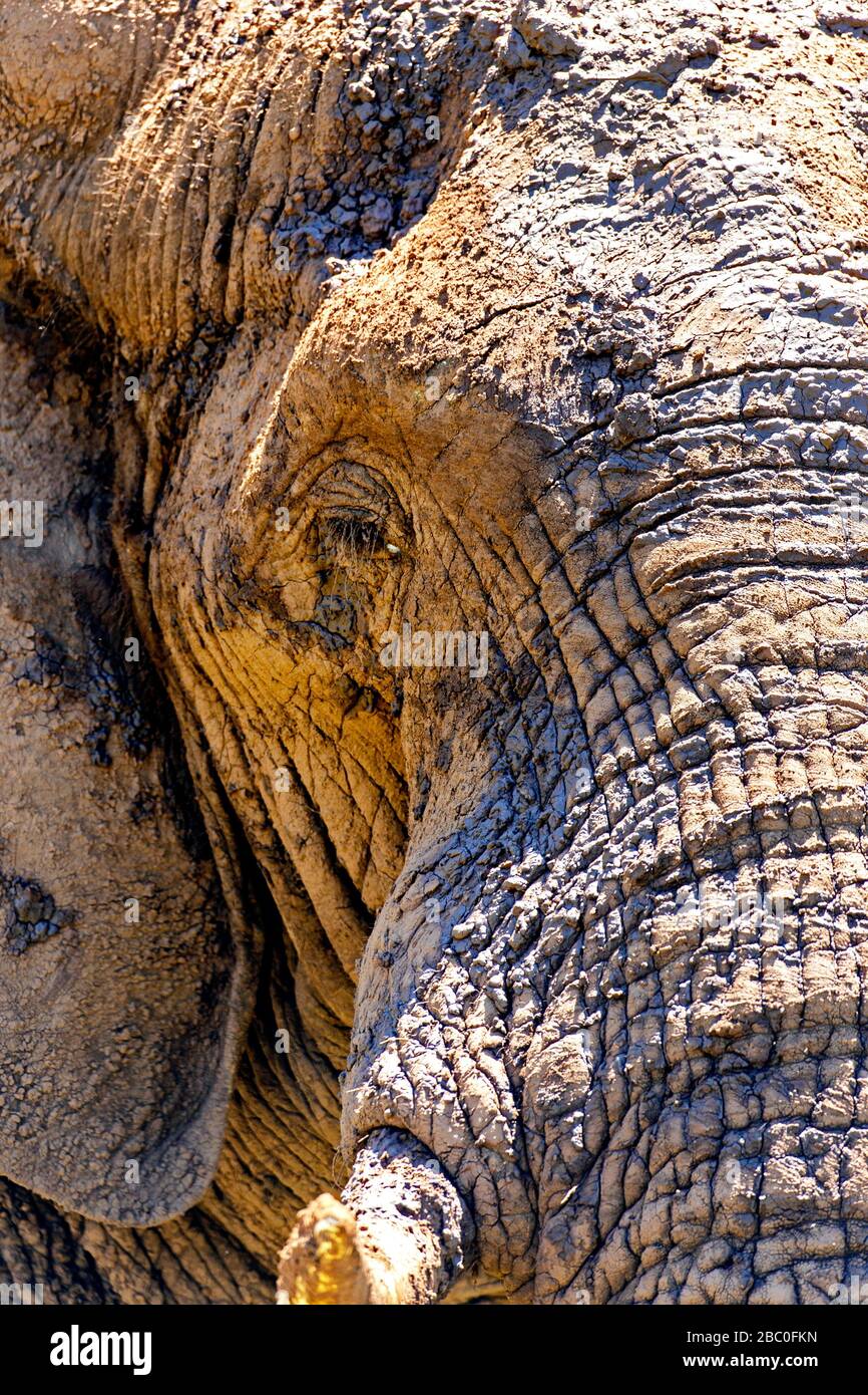 Nahaufnahme des Porträts eines Afrikanischen Elefanten im Kruger-Nationalpark, Südafrika Stockfoto