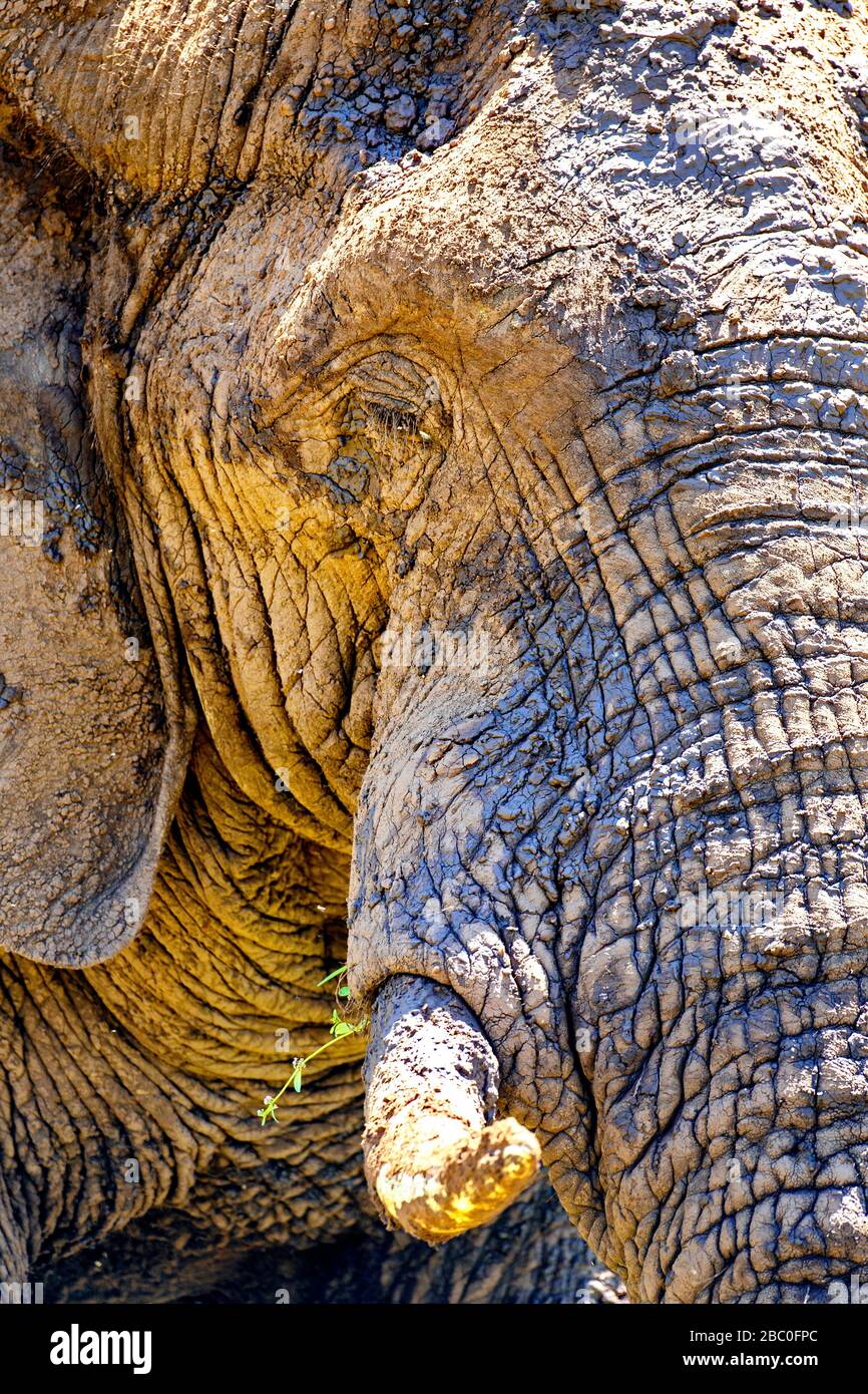 Nahaufnahme des Porträts eines Afrikanischen Elefanten im Kruger-Nationalpark, Südafrika Stockfoto