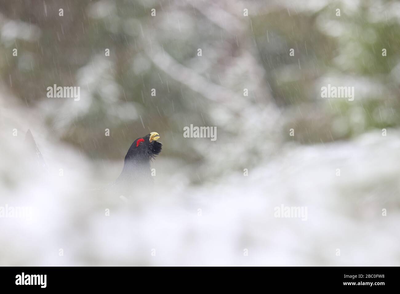 Auerhuhn (Tetrao urogallus) Männchen, das im Kiefernwald im Schnee zeigt. Europa Stockfoto